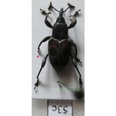 Cercidocerus sanguinipes (Heller, 1924) Philippines53c